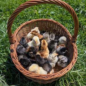 Cutest Baby Fowl Photo Contest—16th Annual 198.jpg