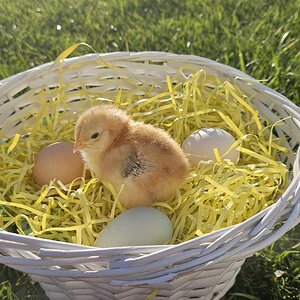 Cutest Baby Fowl Photo Contest—16th Annual 199.jpg
