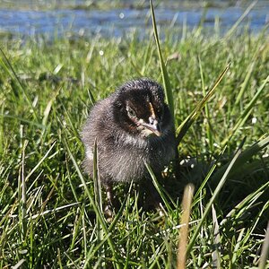 Cutest Baby Fowl Photo Contest—16th Annual 200.jpg