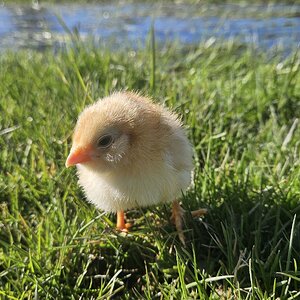 Cutest Baby Fowl Photo Contest—16th Annual 201.jpg