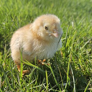 Cutest Baby Fowl Photo Contest—16th Annual 202.jpg