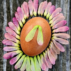 Natural Egg Photo Contest—16th Annual 81.jpg