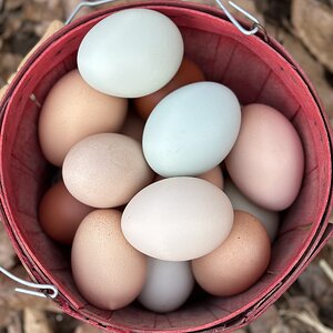Natural Egg Photo Contest—16th Annual 82.jpg