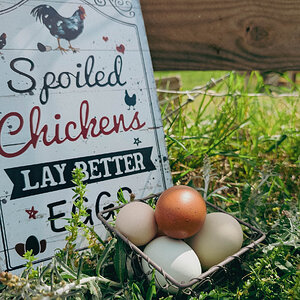 Natural Egg Photo Contest—16th Annual 83.jpg
