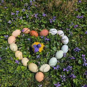 Natural Egg Photo Contest—16th Annual 84.jpg