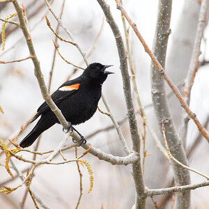 Red-winged_blackbird_T4240032_04-24-2025-001.jpg
