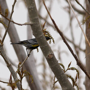 Yellow-rumped_warbler_T4240018_04-24-2025-001.jpg