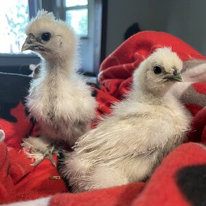My first Silkies.