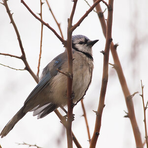 Blue_jay_T4260045_04-26-2025-001.jpg