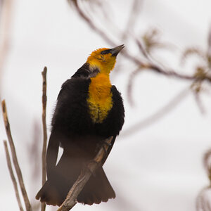 Yellow-headed_blackbird_T4260038_04-26-2025-001.jpg