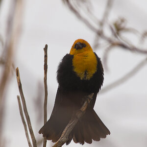 Yellow-headed_blackbird_T4260039_04-26-2025-001.jpg