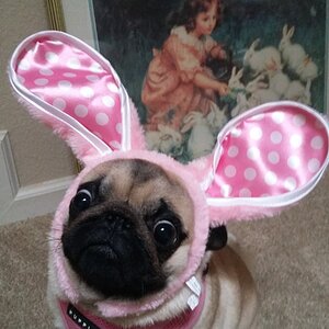 Amazing Easter Animal 8.jpg