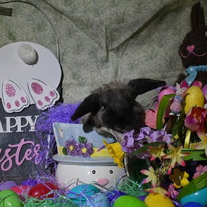 Amazing Easter Animal 13.jpg