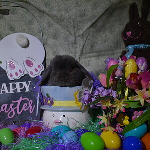 Amazing Easter Animal 14.jpg