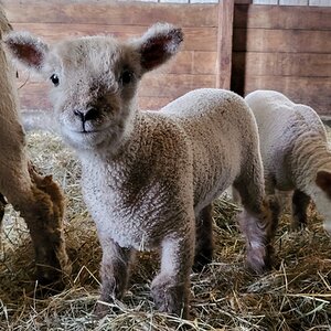 Amazing Easter Animal 19.jpg