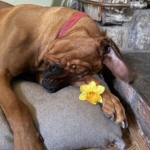Amazing Easter Animal 21.jpg