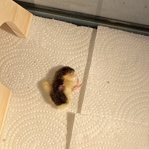 Cutest Baby Fowl Photo Contest—16th Annual 205.jpg