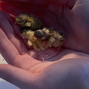 Cutest Baby Fowl Photo Contest—16th Annual 206.jpg