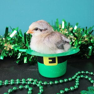 Cutest Baby Fowl Photo Contest—16th Annual 207.jpg