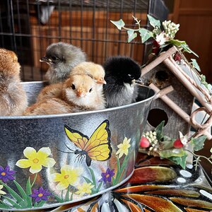 Cutest Baby Fowl Photo Contest—16th Annual 208.jpg
