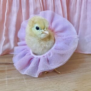 Cutest Baby Fowl Photo Contest—16th Annual 209.jpg