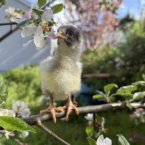 Cutest Baby Fowl Photo Contest—16th Annual 210.jpg
