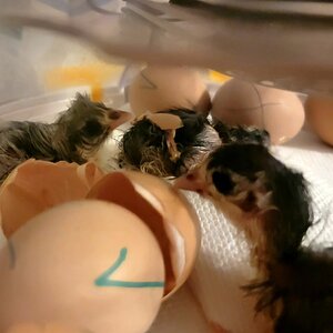 Hatching Fowl Photo Contest—16th Annual 61.jpg