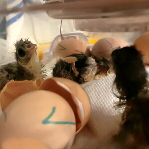 Hatching Fowl Photo Contest—16th Annual 62.jpg
