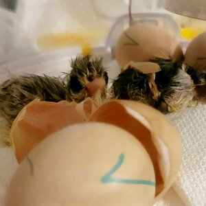 Hatching Fowl Photo Contest—16th Annual 63.jpg