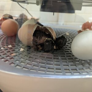 Hatching Fowl Photo Contest—16th Annual 64.jpg