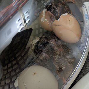 Hatching Fowl Photo Contest—16th Annual 65.jpg