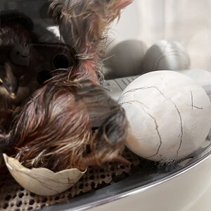 Hatching Fowl Photo Contest—16th Annual 67.jpg