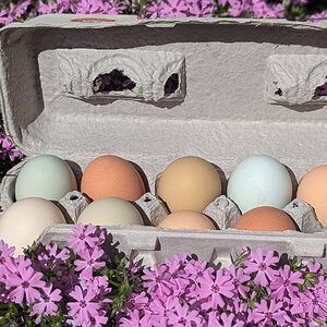 Natural Egg Photo Contest—16th Annual 85.jpg