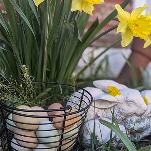 Natural Egg Photo Contest—16th Annual 86.jpg