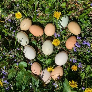 Natural Egg Photo Contest—16th Annual 87.jpg