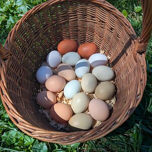 Natural Egg Photo Contest—16th Annual 88.jpg