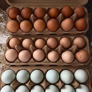 Natural Egg Photo Contest—16th Annual 89.jpg
