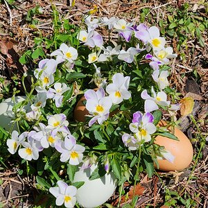 Natural Egg Photo Contest—16th Annual 90.jpg