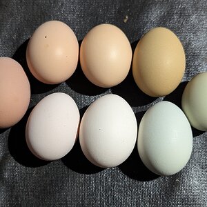 Natural Egg Photo Contest—16th Annual 100.jpg