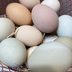 Natural Egg Photo Contest—16th Annual 103.jpg