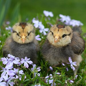 Cutest Baby Fowl Photo Contest—16th Annual 215.jpg