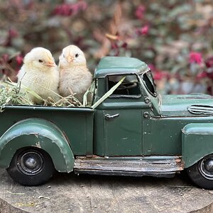 Cutest Baby Fowl Photo Contest—16th Annual 216.jpg