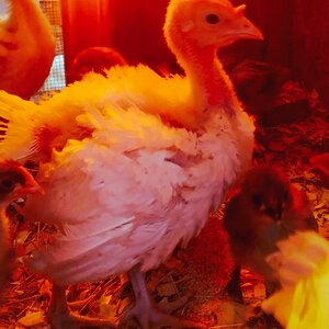 Cutest Baby Fowl Photo Contest—16th Annual 217.jpg