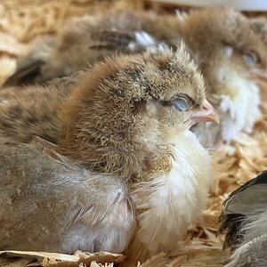 Cutest Baby Fowl Photo Contest—16th Annual 218.jpg