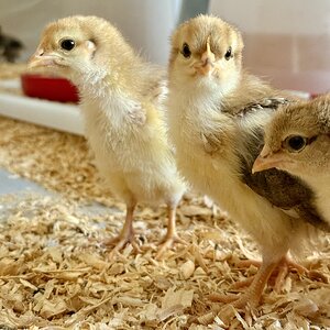 Cutest Baby Fowl Photo Contest—16th Annual 219.jpg