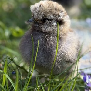 Cutest Baby Fowl Photo Contest—16th Annual 220.jpg