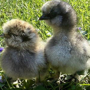 Cutest Baby Fowl Photo Contest—16th Annual 221.jpg