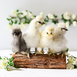 Cutest Baby Fowl Photo Contest—16th Annual 222.jpg