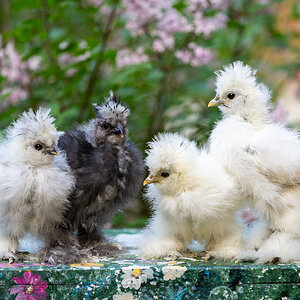Cutest Baby Fowl Photo Contest—16th Annual 223.jpg