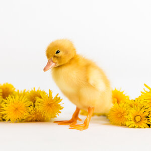 Cutest Baby Fowl Photo Contest—16th Annual 224.jpg